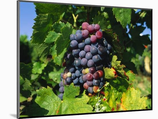 Grapevine, Vineyard, France-Duncan Maxwell-Mounted Photographic Print