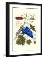 Grapevine with Gaudy Spinx Moth-Maria Sibylla Merian-Framed Art Print