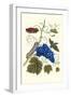 Grapevine with Gaudy Spinx Moth-Maria Sibylla Merian-Framed Art Print