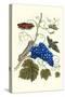 Grapevine with Gaudy Spinx Moth-Maria Sibylla Merian-Stretched Canvas