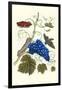 Grapevine with Gaudy Spinx Moth-Maria Sibylla Merian-Framed Art Print