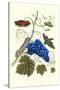 Grapevine with Gaudy Spinx Moth-Maria Sibylla Merian-Stretched Canvas