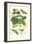 Grapevine with Vine Sphinx-Maria Sibylla Merian-Framed Art Print