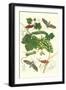 Grapevine with Vine Sphinx-Maria Sibylla Merian-Framed Art Print