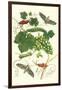 Grapevine with Vine Sphinx-Maria Sibylla Merian-Framed Art Print