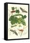 Grapevine with Vine Sphinx-Maria Sibylla Merian-Framed Stretched Canvas