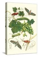 Grapevine with Vine Sphinx-Maria Sibylla Merian-Stretched Canvas