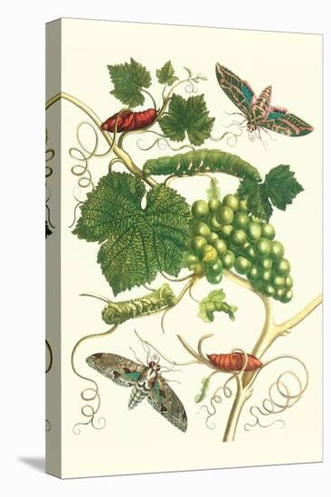 Grapevine with Vine Sphinx-Maria Sibylla Merian-Stretched Canvas