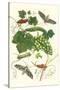 Grapevine with Vine Sphinx-Maria Sibylla Merian-Stretched Canvas