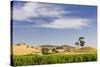 Grapevines and Rolling Hills in the Barossa Valley-Jon Hicks-Stretched Canvas