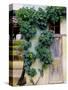 Grapevines Growing on House-Owen Franken-Stretched Canvas