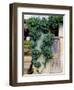 Grapevines Growing on House-Owen Franken-Framed Photographic Print