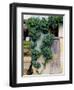Grapevines Growing on House-Owen Franken-Framed Photographic Print