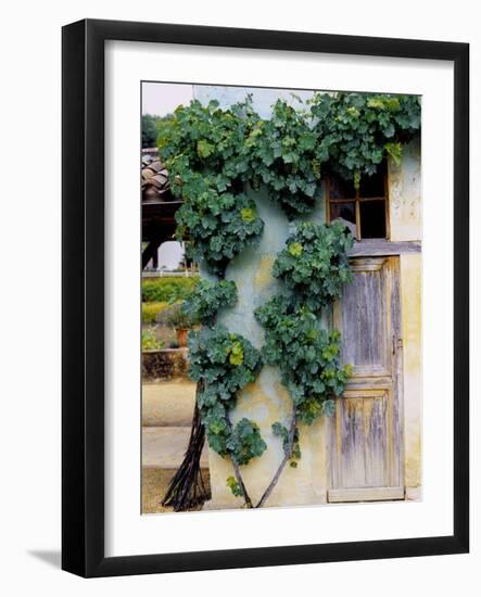 Grapevines Growing on House-Owen Franken-Framed Photographic Print