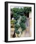 Grapevines Growing on House-Owen Franken-Framed Photographic Print