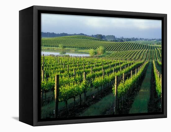 Grapevines in Rows, Napa Valley, California-Janis Miglavs-Framed Stretched Canvas