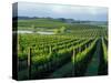 Grapevines in Rows, Napa Valley, California-Janis Miglavs-Stretched Canvas
