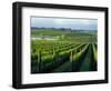 Grapevines in Rows, Napa Valley, California-Janis Miglavs-Framed Photographic Print