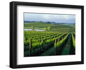 Grapevines in Rows, Napa Valley, California-Janis Miglavs-Framed Photographic Print