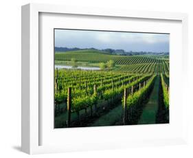 Grapevines in Rows, Napa Valley, California-Janis Miglavs-Framed Photographic Print