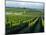 Grapevines in Rows, Napa Valley, California-Janis Miglavs-Mounted Photographic Print