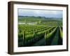 Grapevines in Rows, Napa Valley, California-Janis Miglavs-Framed Photographic Print