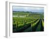 Grapevines in Rows, Napa Valley, California-Janis Miglavs-Framed Photographic Print