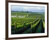 Grapevines in Rows, Napa Valley, California-Janis Miglavs-Framed Photographic Print