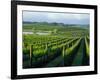 Grapevines in Rows, Napa Valley, California-Janis Miglavs-Framed Photographic Print