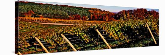 Grapevines in vineyard, Traverse City, Michigan, USA-null-Stretched Canvas