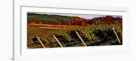 Grapevines in vineyard, Traverse City, Michigan, USA-null-Framed Photographic Print