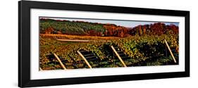 Grapevines in vineyard, Traverse City, Michigan, USA-null-Framed Photographic Print