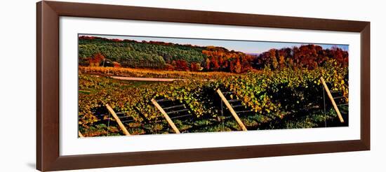 Grapevines in vineyard, Traverse City, Michigan, USA-null-Framed Photographic Print