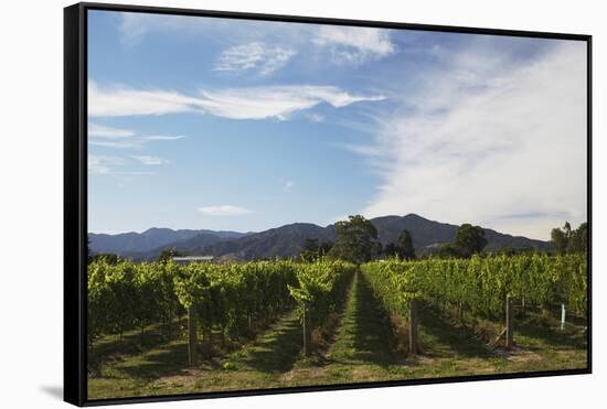 Grapevines in Vineyard-null-Framed Stretched Canvas