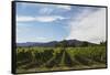 Grapevines in Vineyard-null-Framed Stretched Canvas