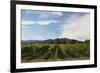 Grapevines in Vineyard-null-Framed Photographic Print