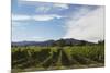 Grapevines in Vineyard-null-Mounted Photographic Print