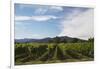 Grapevines in Vineyard-null-Framed Photographic Print