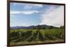 Grapevines in Vineyard-null-Framed Photographic Print