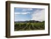 Grapevines in Vineyard-null-Framed Photographic Print