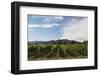 Grapevines in Vineyard-null-Framed Photographic Print