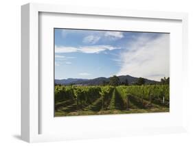 Grapevines in Vineyard-null-Framed Photographic Print