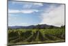 Grapevines in Vineyard-null-Mounted Photographic Print