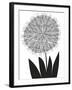 Graphic Allium-Sophie Ledesma-Framed Giclee Print