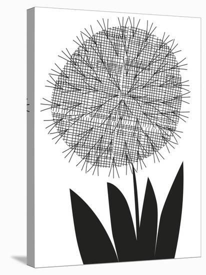 Graphic Allium-Sophie Ledesma-Stretched Canvas