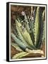 Graphic Aloe II-Vision Studio-Framed Stretched Canvas