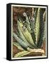 Graphic Aloe II-Vision Studio-Framed Stretched Canvas