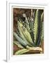 Graphic Aloe II-Vision Studio-Framed Art Print