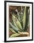 Graphic Aloe II-Vision Studio-Framed Art Print