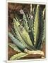 Graphic Aloe II-Vision Studio-Mounted Art Print